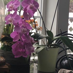 Meet your Posher, Donna